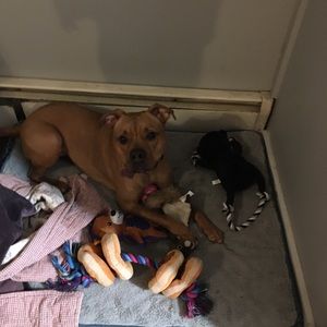 Meet your Posher, Sadie